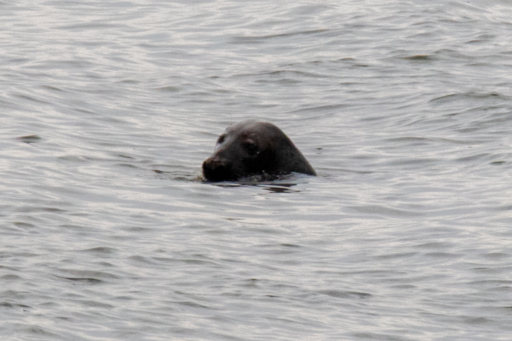 20240814 Vrouw water scootmobiel zeehond 6