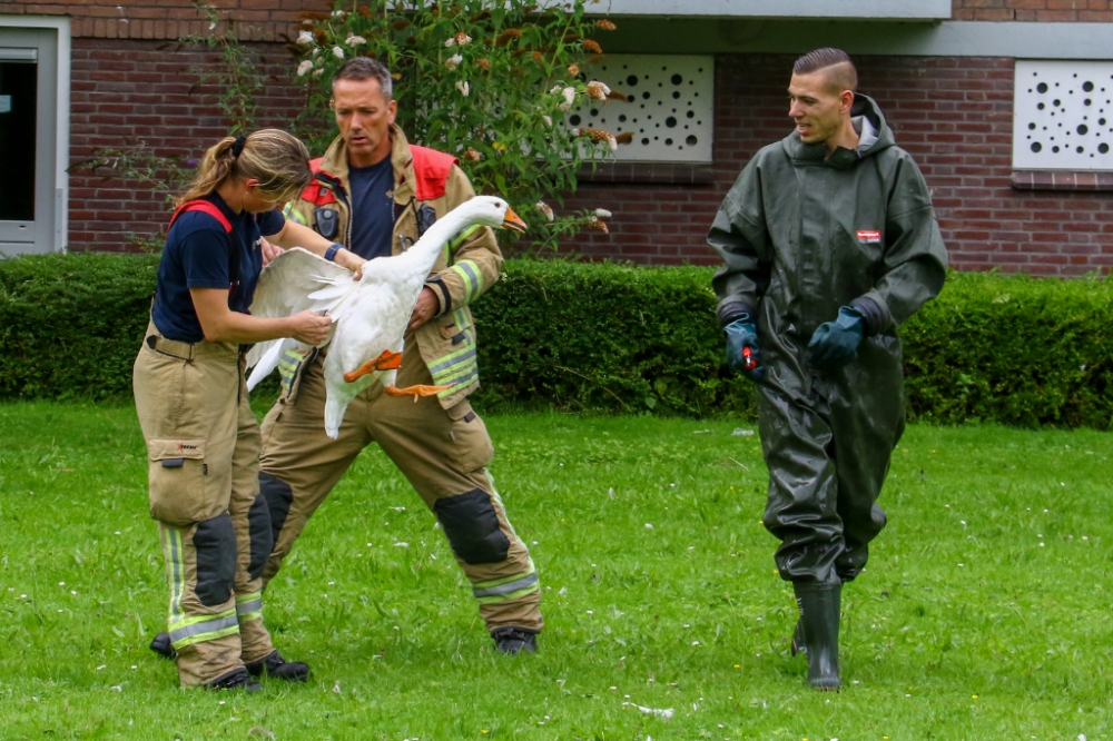 Brandweer moet er aan te pas komen om gans te bevrijden van visdraad