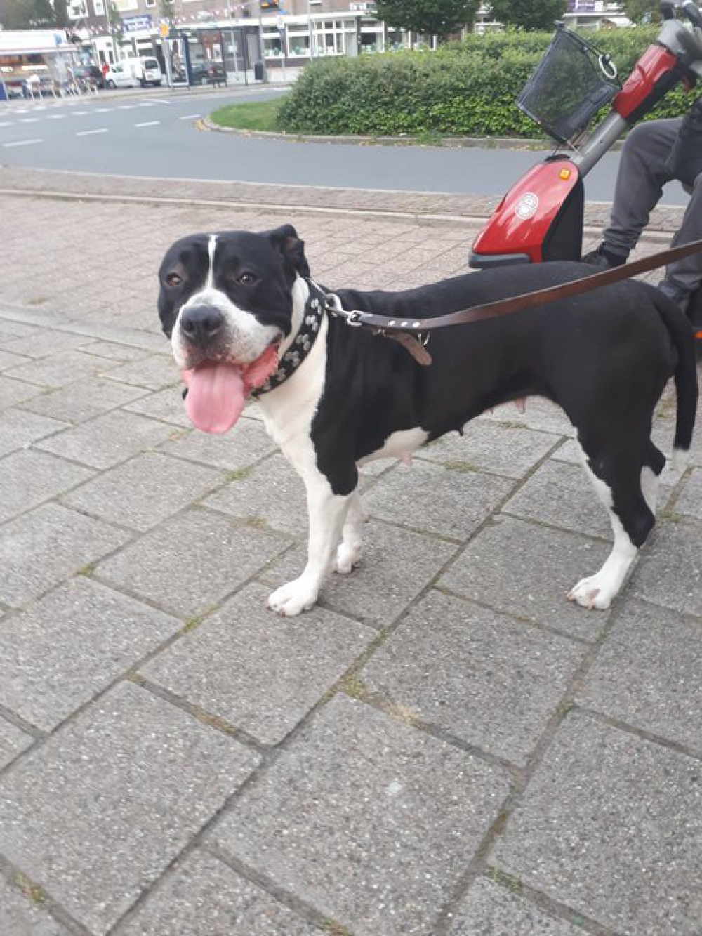 Politie zoekt eigenaar hond