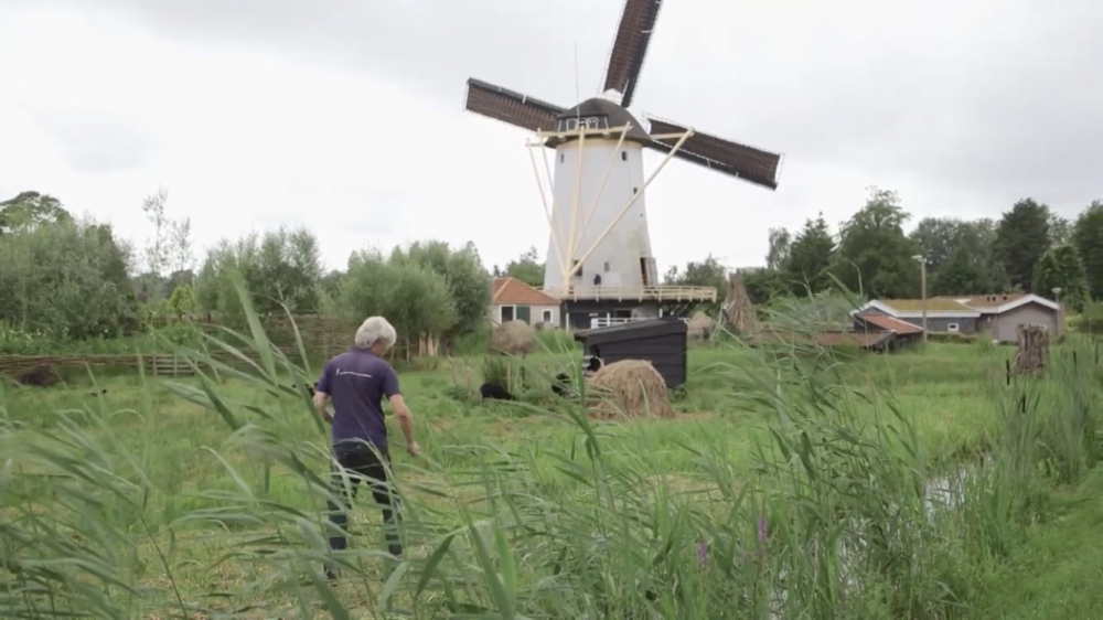 Schiedamse en honderden andere molens vestigen ‘wereldrecord’