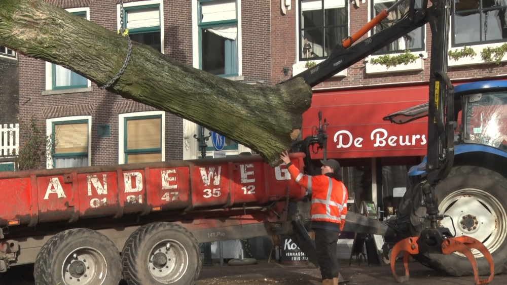 Zieke iep voor de Korenbeurs gekapt, herplanting in najaar