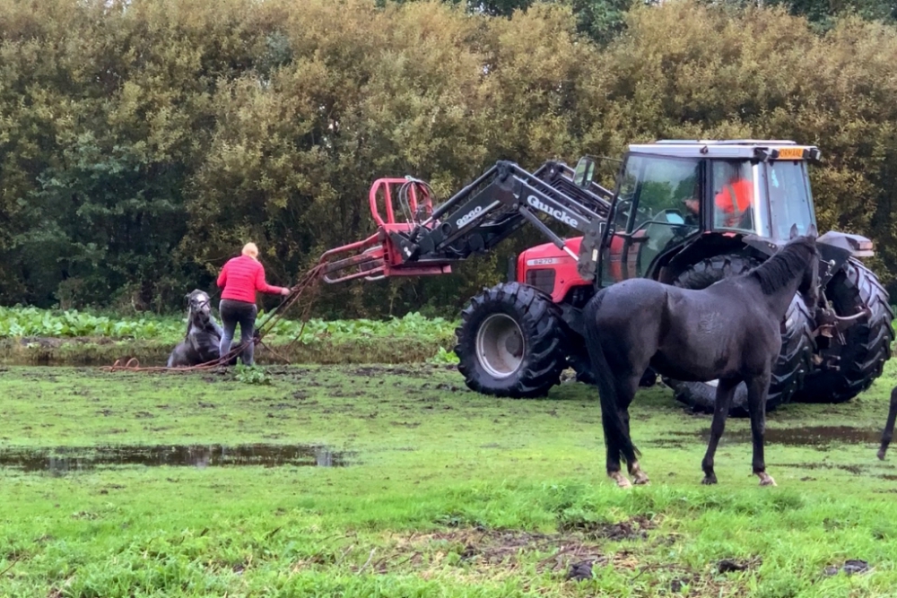 Paard belandt in moeilijk bereikbare sloot