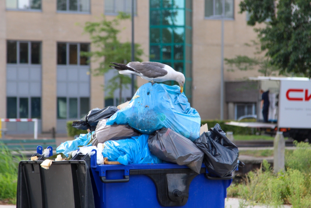 Overvolle containers geplunderd door vogels