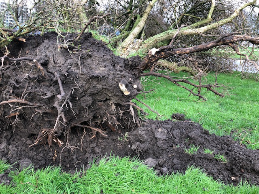 Al de vierde storm van 2020: omgewaaide bomen, schoorsteen en wandelde Dixie