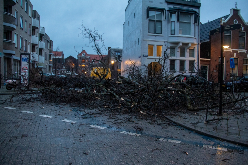 Flinke boom geveld op hoek Griffioenstraat Lange Nieuwstraat