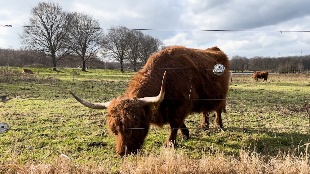 Op zoek naar pluizige kalfjes in de Broekpolder