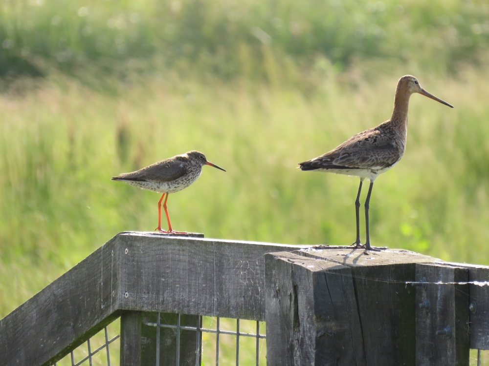 Fotowedstrijd Natuurlijk Delfland