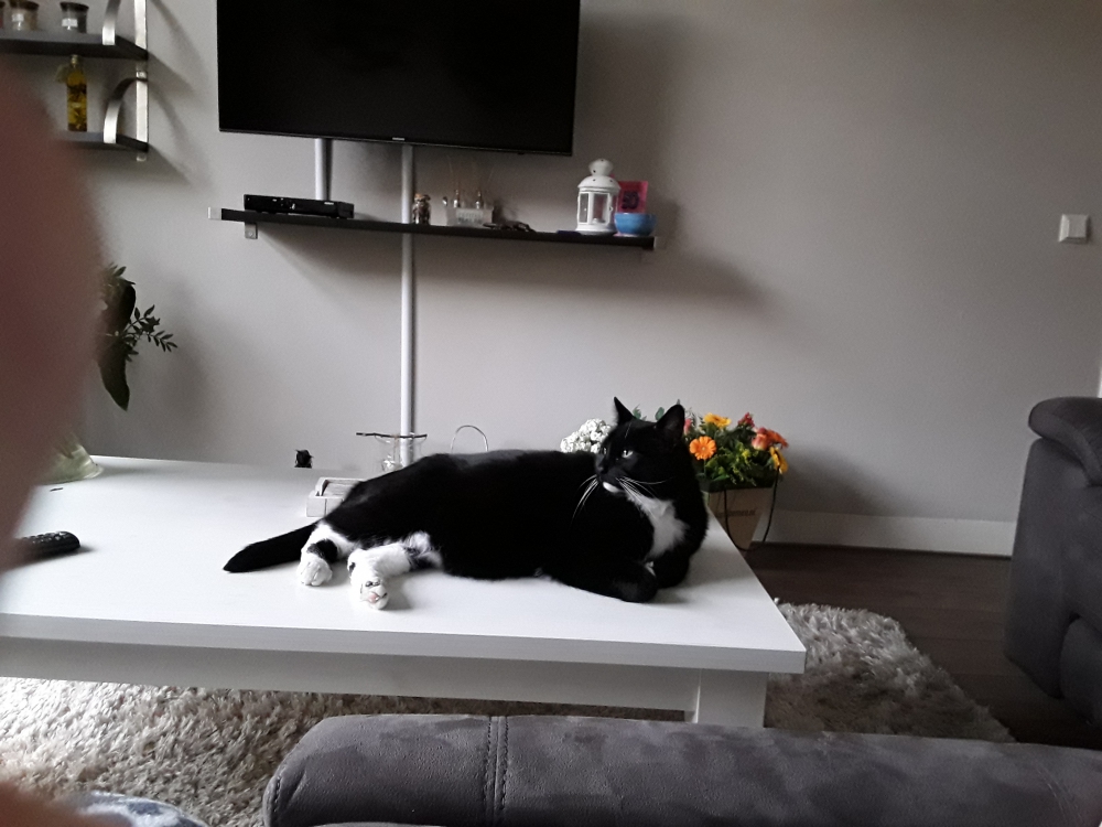 Kater Beasty is nog steeds vermist