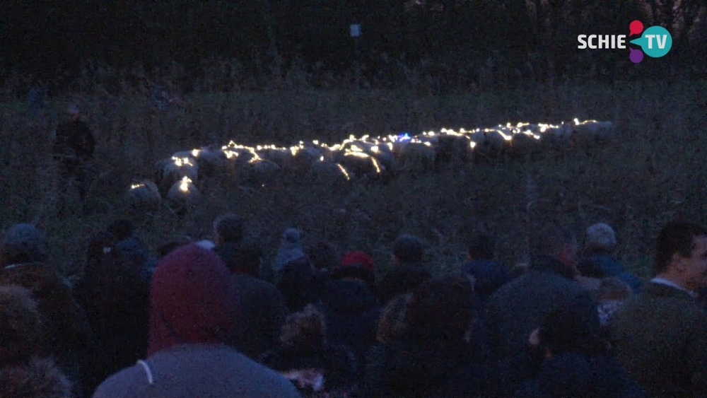 Sheeplightning: In het donker wandelend achter de verlichte schapen aan