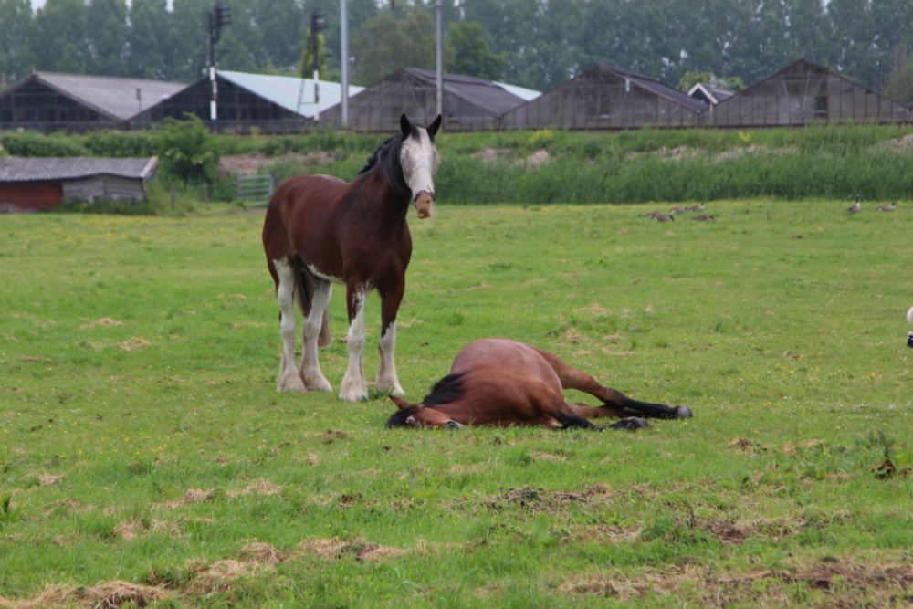 Slapend paard zorgt voor enige paniek