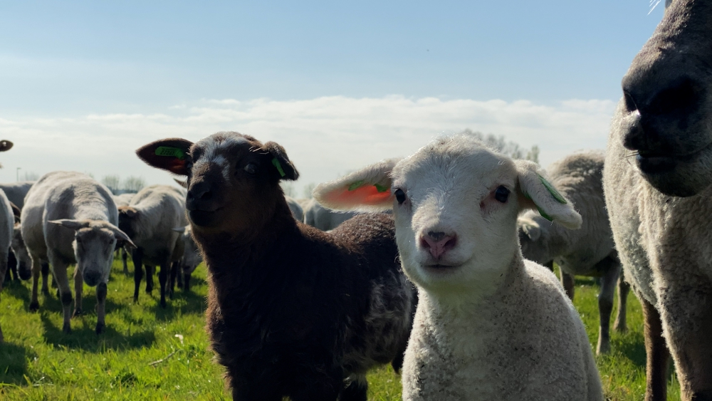 Schiedamse lammetjes maken voor het eerst kennis met de buitenwereld: ‘Volgende week trekken we de polder in’