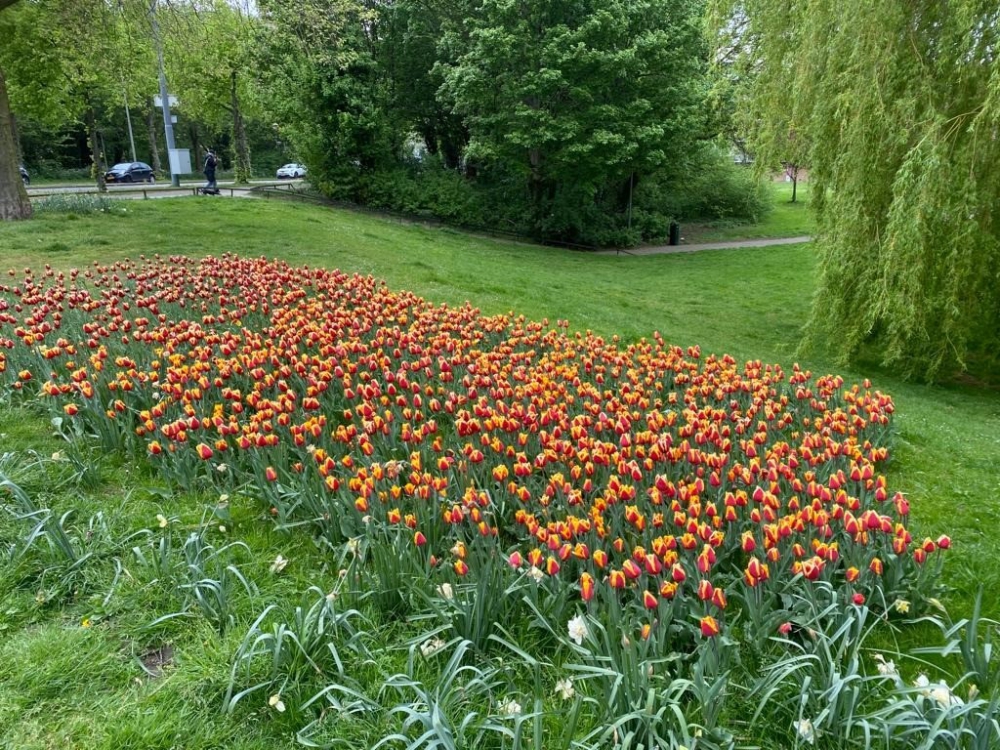 Tulpen in Schiedam helpen polio de wereld uit