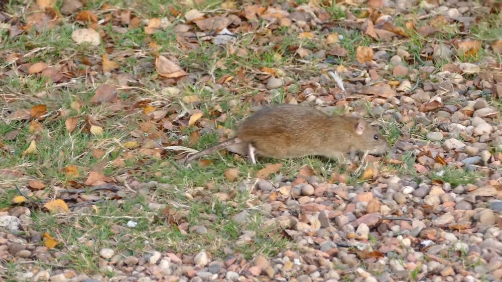 Schiedamse ratten halen het RTL Nieuws