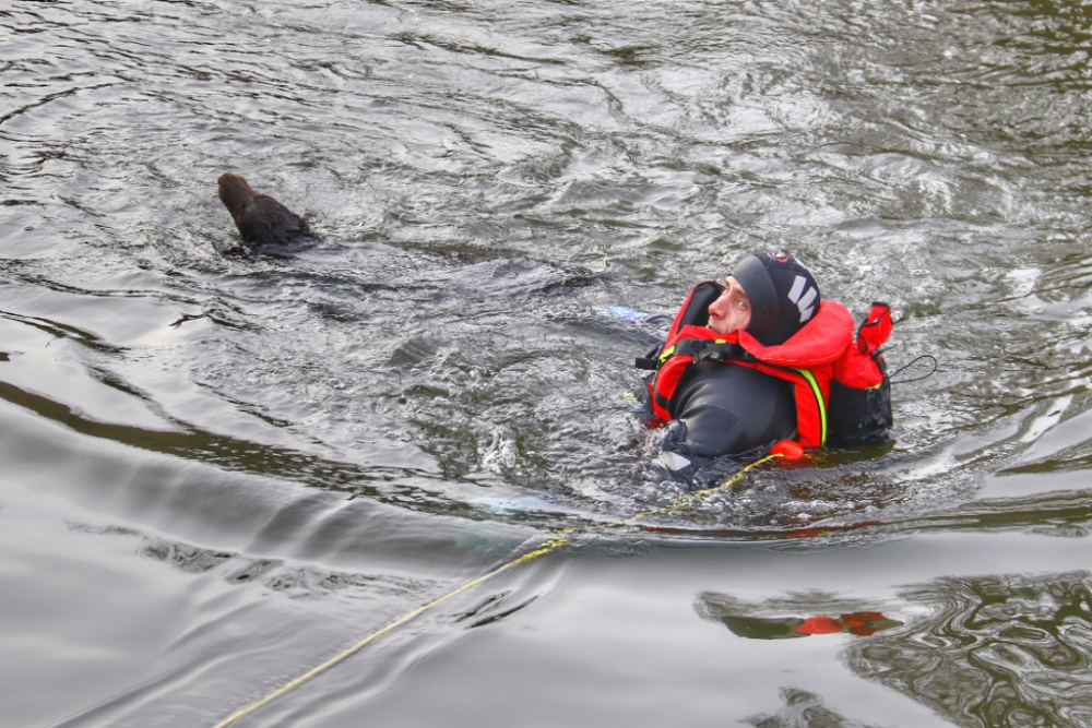 Brandweerman wint het van hond in het water van de Buitenhavenweg