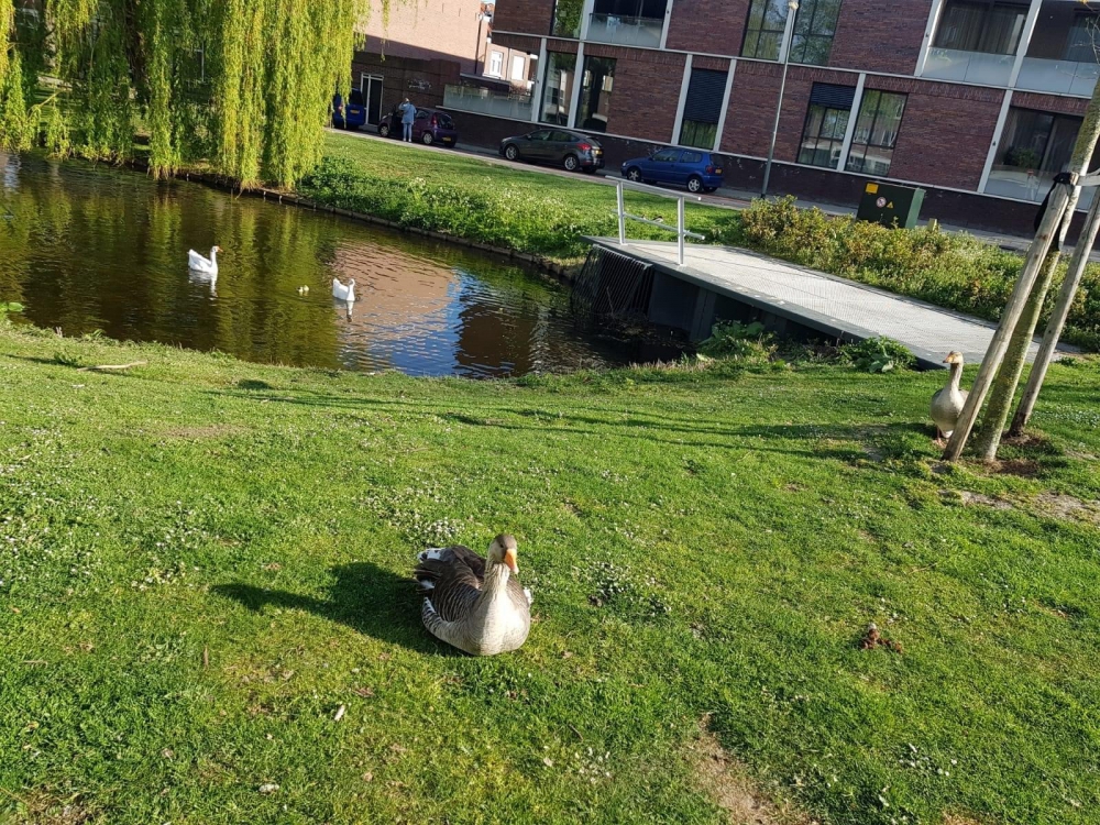 Automobilist rijdt in op groep ganzen