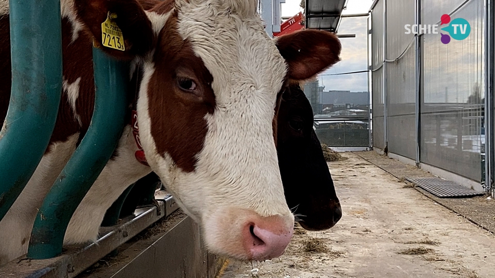 Floating Farm: &#039;Koeien hebben geen last van de kou, ook al is het -30&#039;