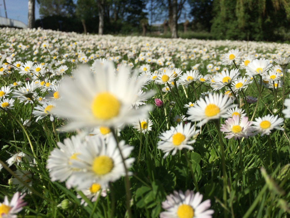 Halen we de 30 graden?