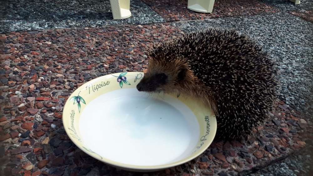 Nationaal hitteplan ook voor dieren