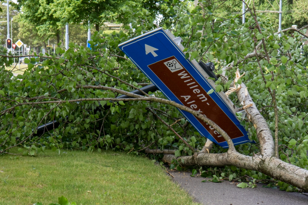 Boom versus verkeersbord: 1-0