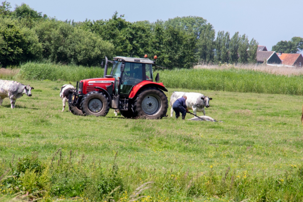 Boer wacht niet op gealarmeerde brandweer en haalt zelf koe uit de sloot