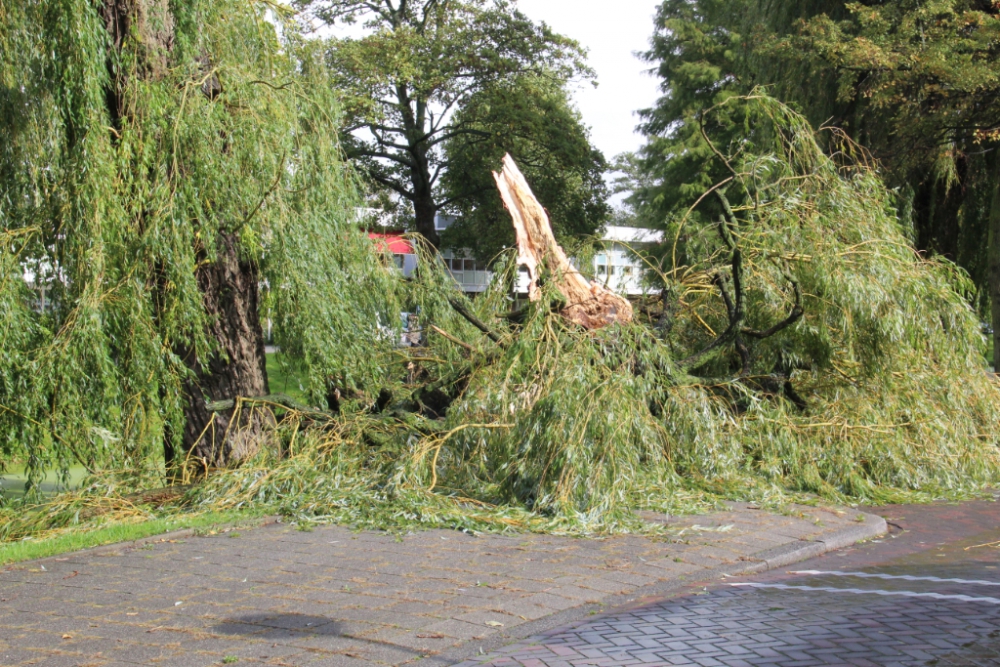 Windvlagen en slagregens worden boom fataal