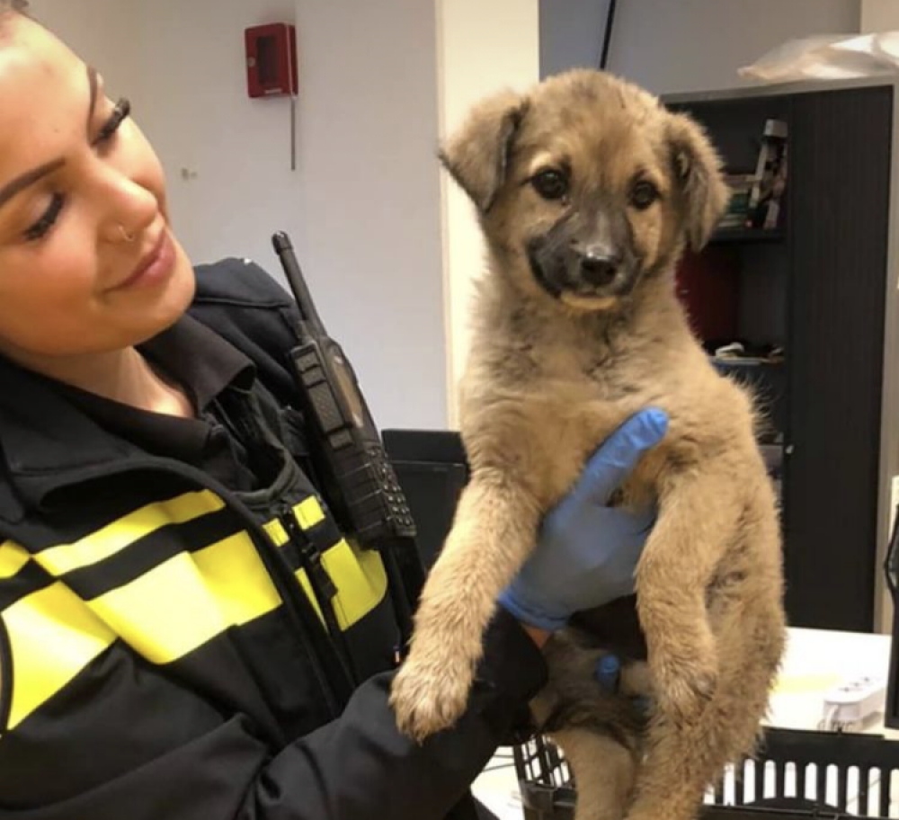 Politie neemt pup in beslag