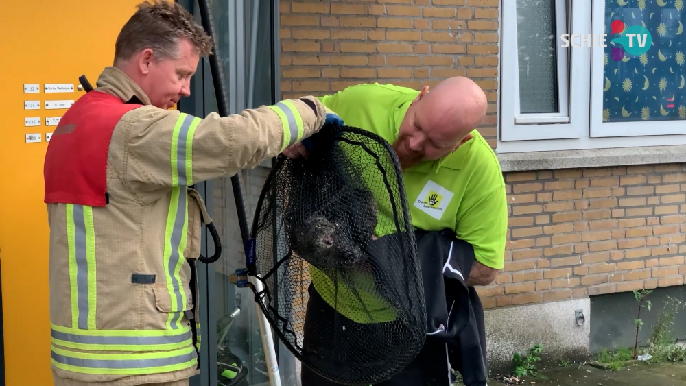 Kat na zeven dagen gered van dakrand Lorentzplein