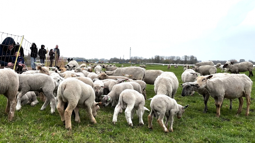 Lammetjesdag belangrijk voor schapen: “Morgen gaat de kudde weer op pad”