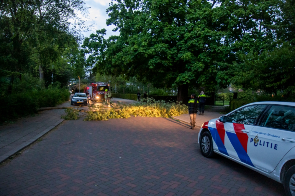 Boom waait om en belandt op de Stadhouderslaan