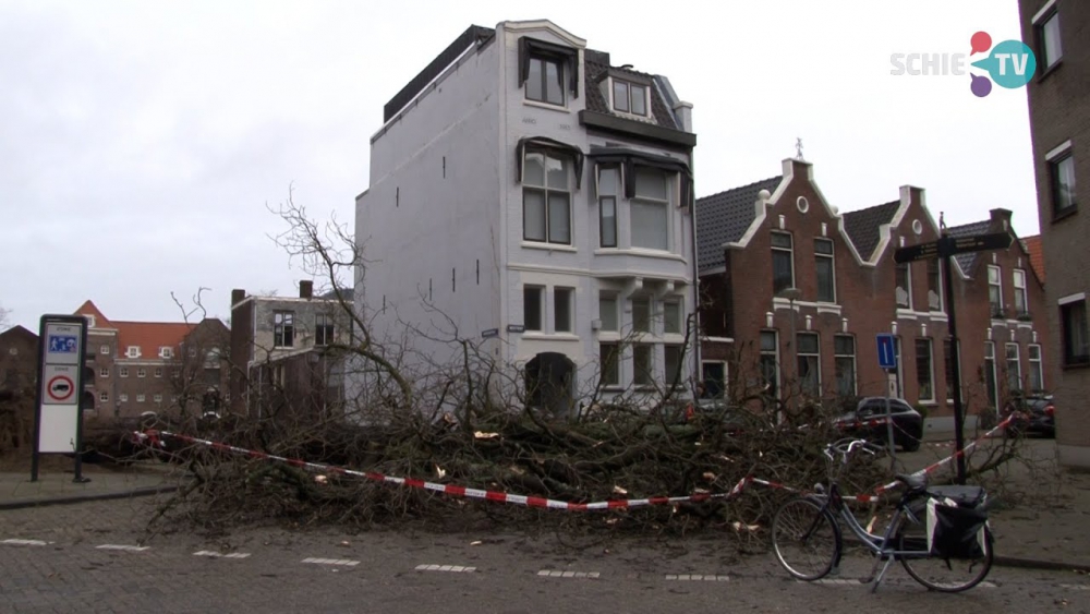 Bewoners op Griffioenstraat en Lange Nieuwstraat schrikken op: grote boom valt om