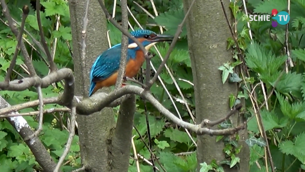 Samen Schiedam 25 met ijsvogeltjes in Schiedam