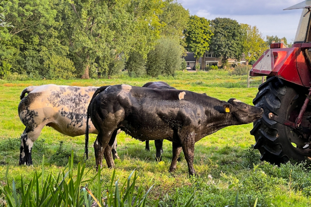 Koe kiest vieze sloot uit voor een avondbad