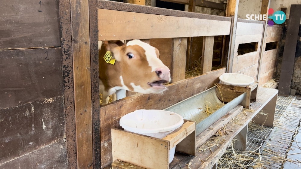 Lammetjes, kalfjes en kuikentjes, de lente is weer begonnen!