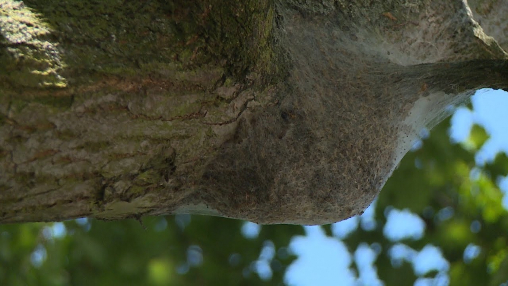 Komt er een einde aan de eikenprocessierupsoverlast? &#039;De natuur raakt weer in balans&#039;