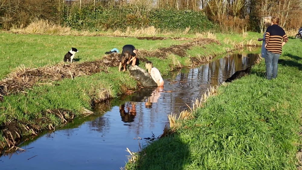 Na val in sloot zijn vijftien Vlaardingse schapen verplaatst naar ander weiland