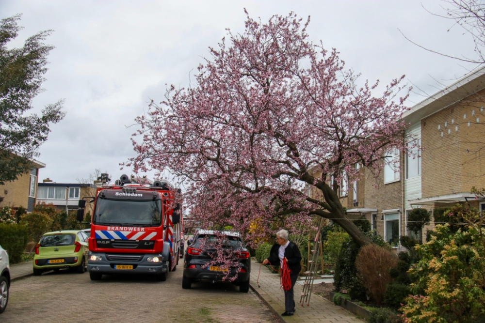 Boom in bloei geveld door storm