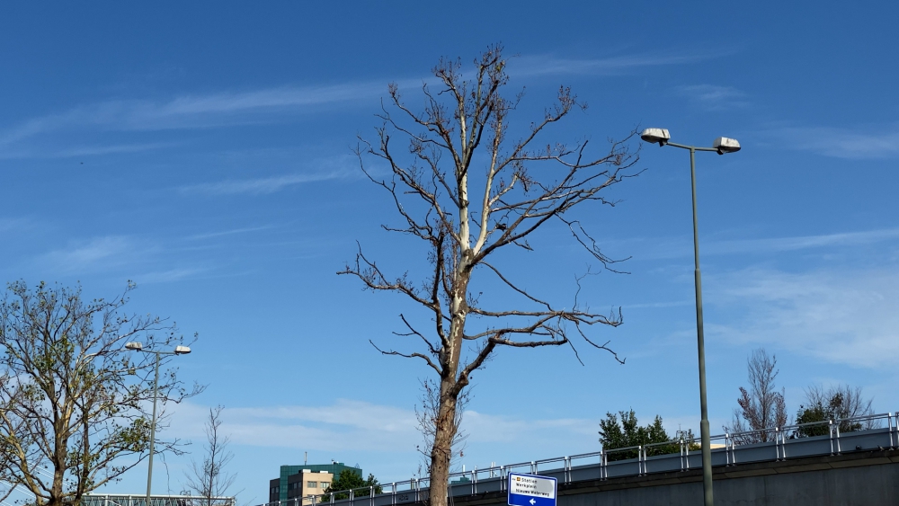 Winters tafereel midden in de zomer: Bomen aan de Horvathweg in nood en zonder bladeren