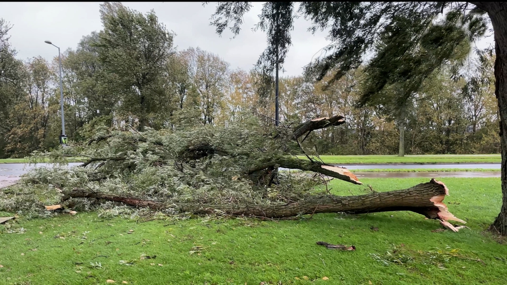 Storm Ciarán laat flinke afdruk achter; Schiedammers gaan ‘lekker uitwaaien’