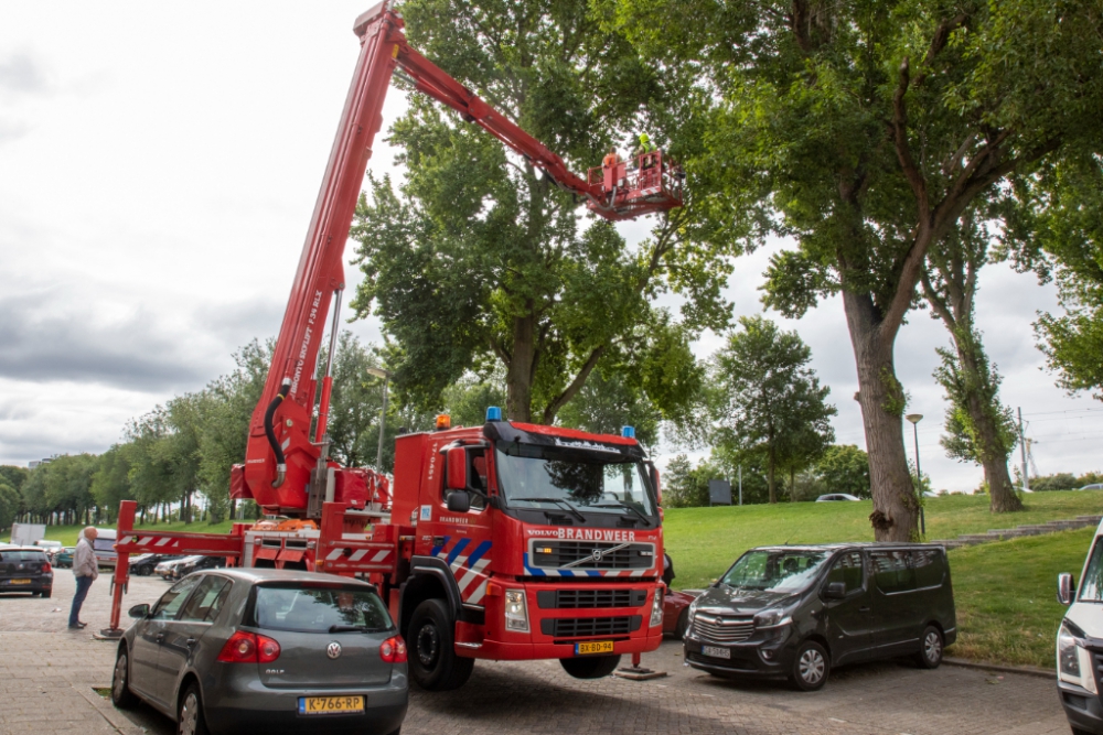 Kat met hulp van de brandweer na 4 dagen uit de boom Van Marumstraat