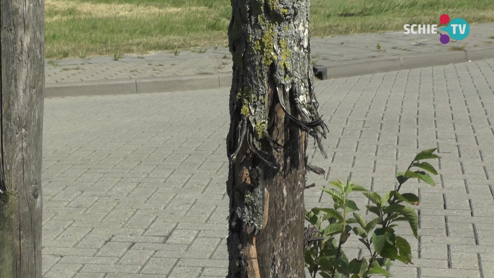 &#039;Vechthonden slopen bomen Buitenhavenweg&#039;