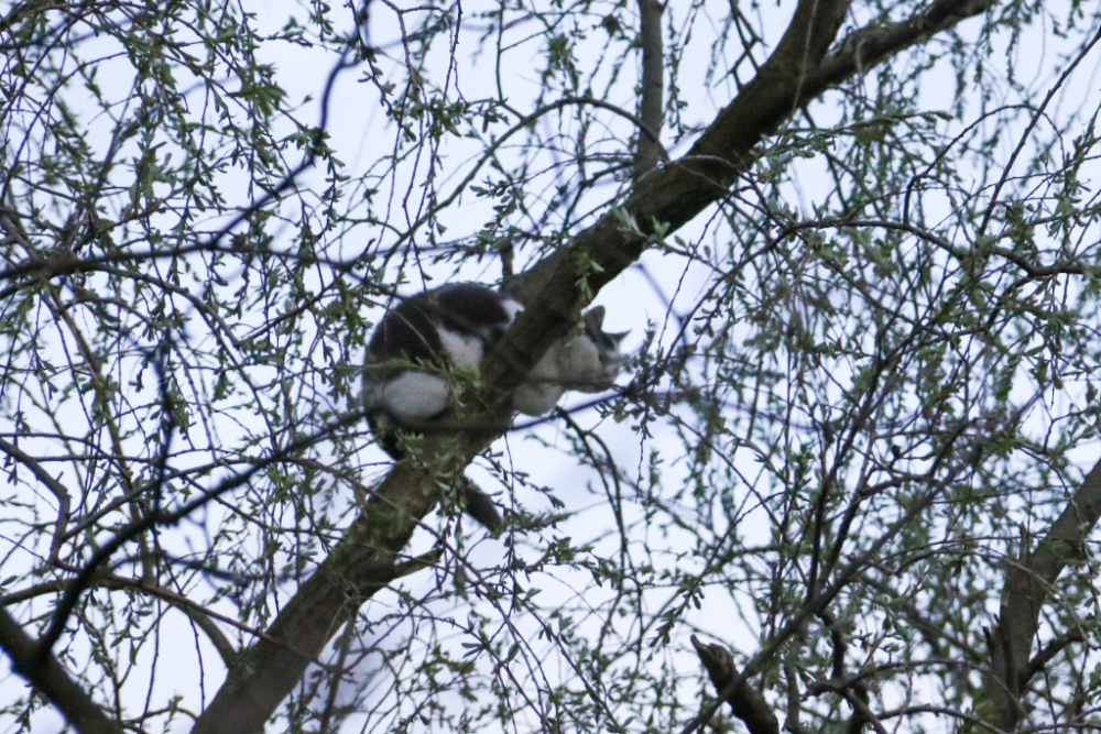 Brandweer redt kat uit boom