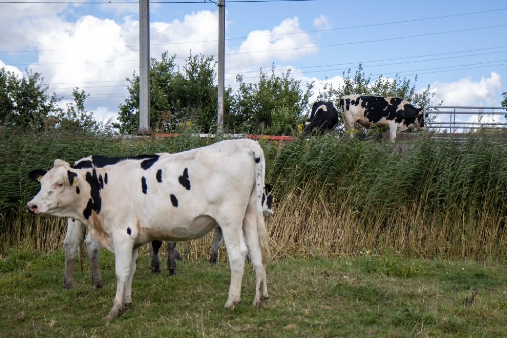 Treinverkeer ontregeld door koeien op het spoor