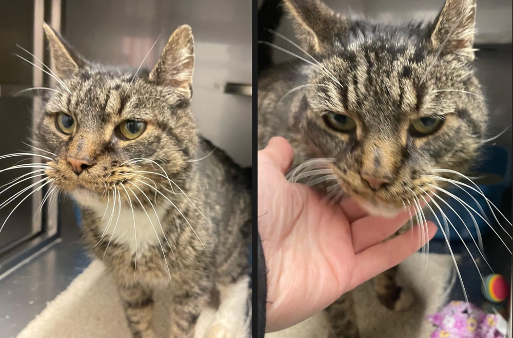 Kater Ollie overleeft maanden zwerven na uit huis gezet te zijn door baasje