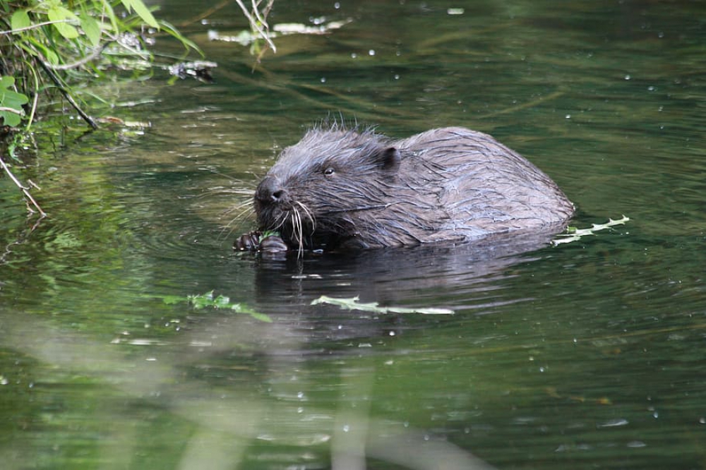 Bever gespot in de Schie