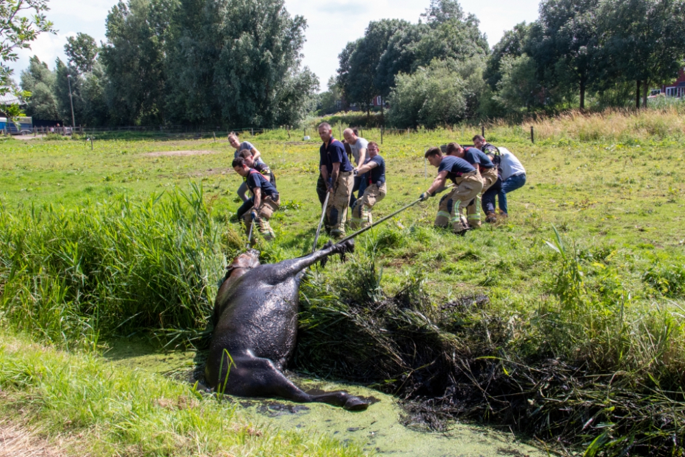 Weer een paard in de sloot aan de Joppelaan