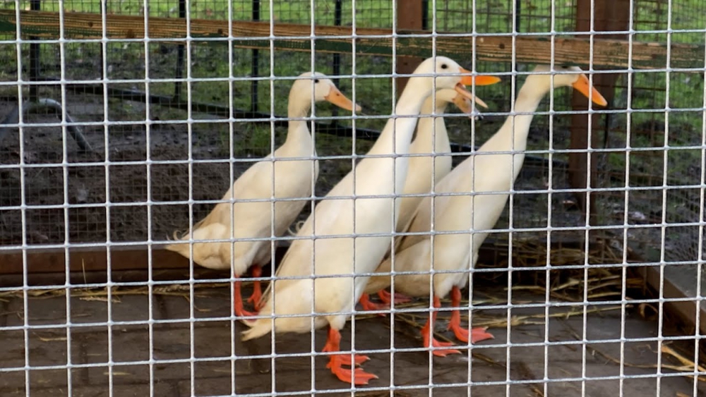 Kinderboerderij &#039;t Hoefblad per direct gesloten vanwege oprukkende vogelgriep: &#039;Liever zo dan dat we moeten ruimen&#039;