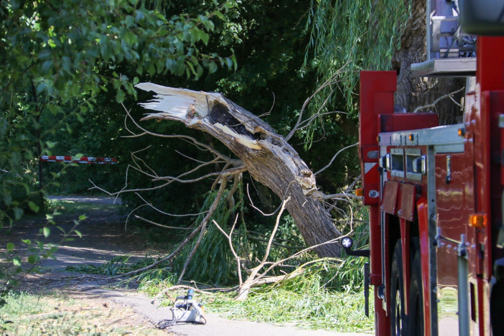 Deel boom valt naar beneden op speeltuin, ook rest van de boom levert gevaar op