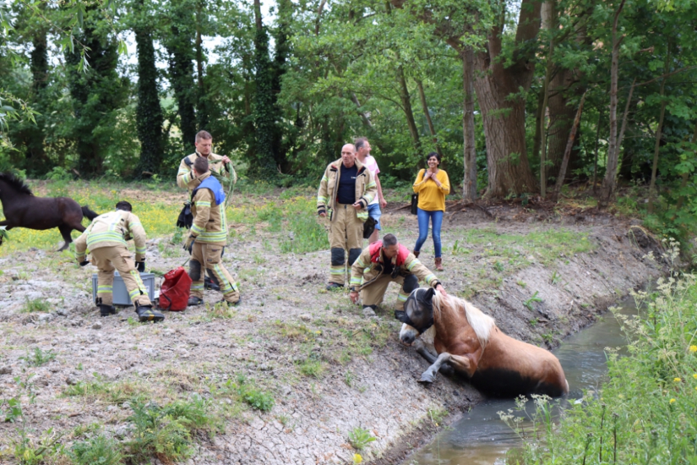 Brandweer redt paard uit de sloot