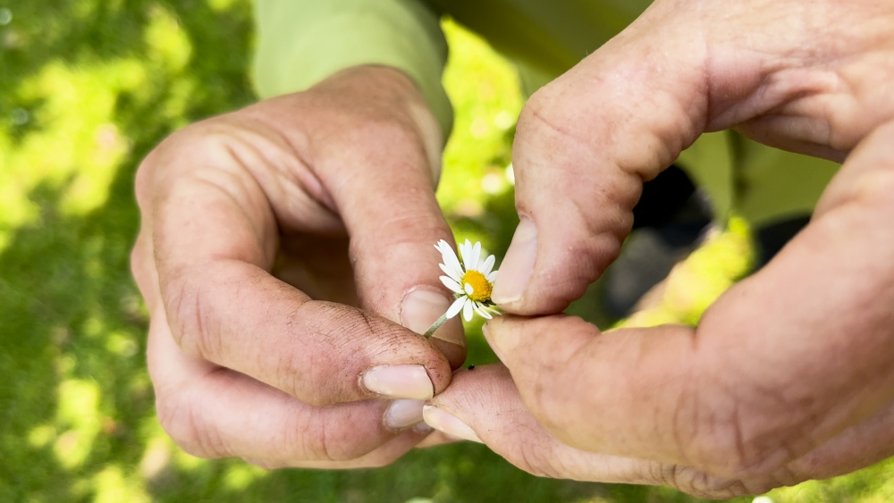 “Iedere Schiedammer heeft wel een herinnering aan onze nationale bloem”