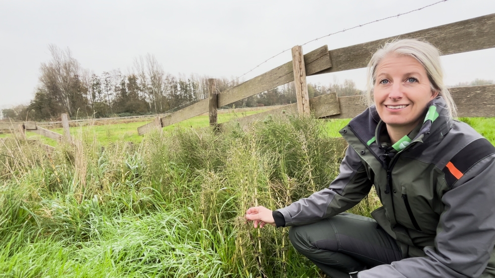 Biodiversiteit in Vlaardingen neemt af, maar krijgt er een reuzenpaardenstaart bij